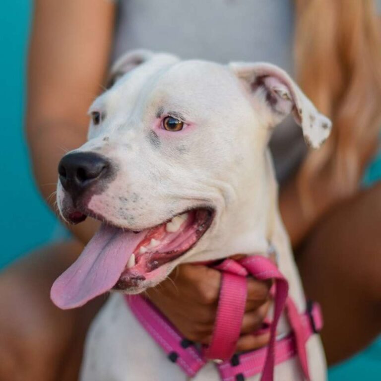 Pitbull (American Pitbull Terrier)