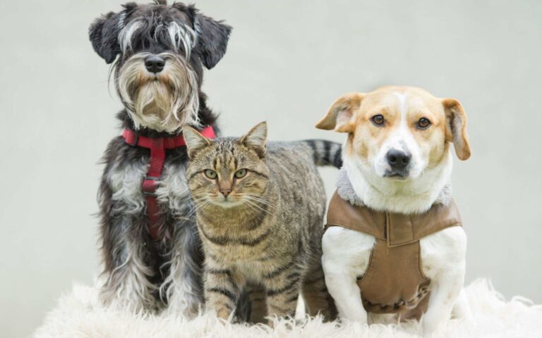 Assurance multi animaux : découvrez l&rsquo;offre Famille Nombreuse de Bulle Bleue !