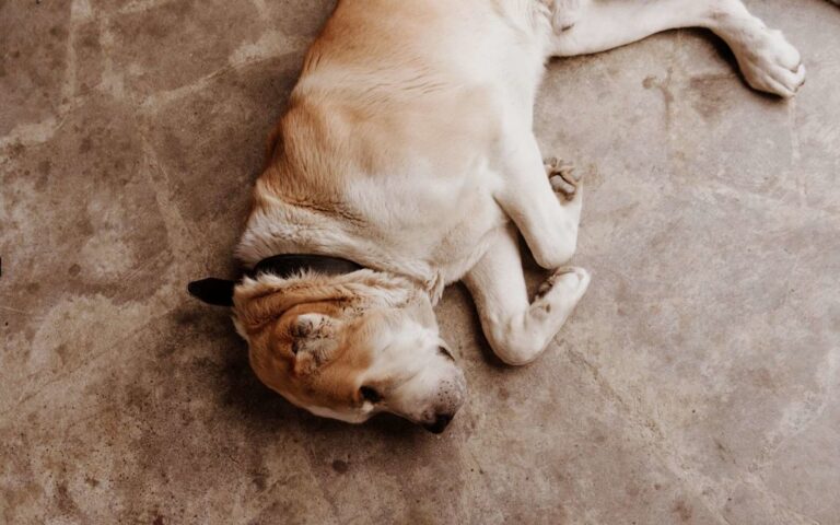 Chances de survie en cas de torsion d&rsquo;estomac chez le chien