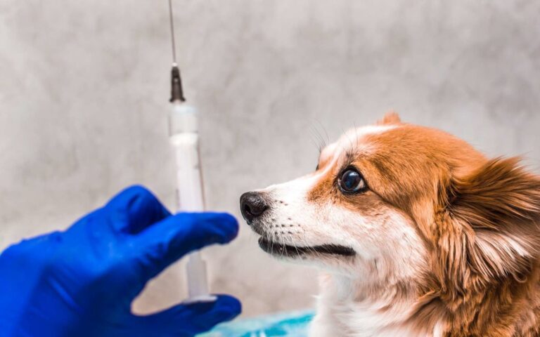 Le vaccin antirabique chez le chien est-il obligatoire ?
