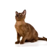 race_de_chat_burmese.jpg