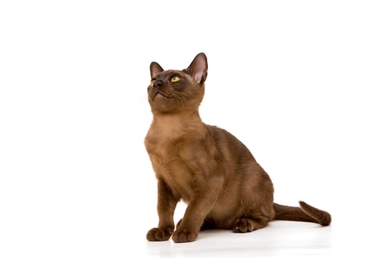 Burmese