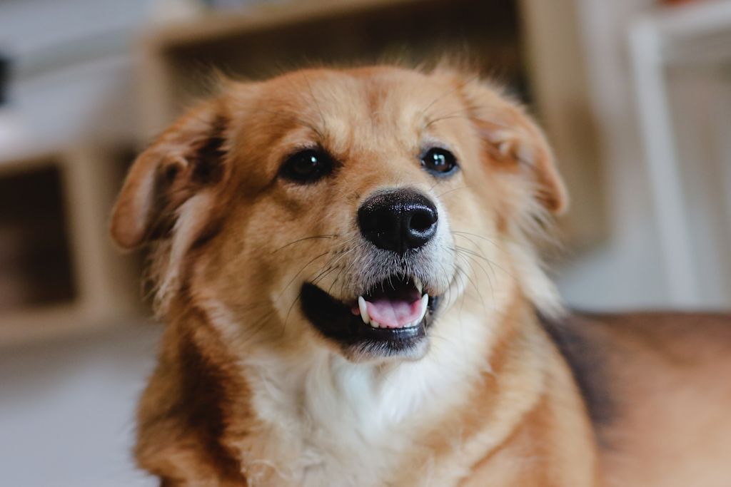chien berger croise