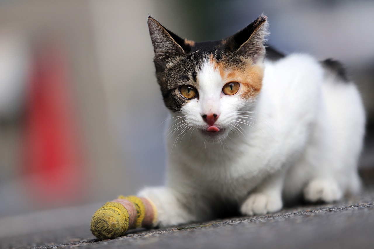 Chat bless&eacute; &agrave; la patte