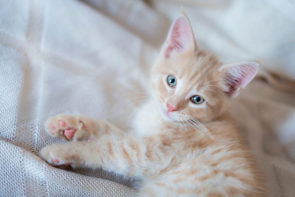 chaton et coussinets