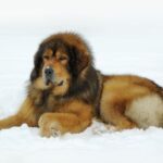 dogue du tibet