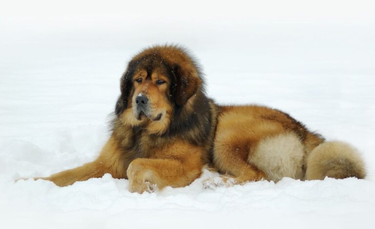 Dogue du Tibet (Mastiff tibétain)