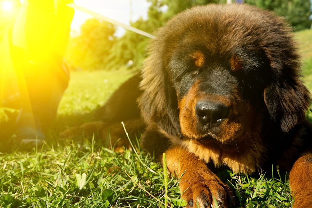 chiot dogue du tibet