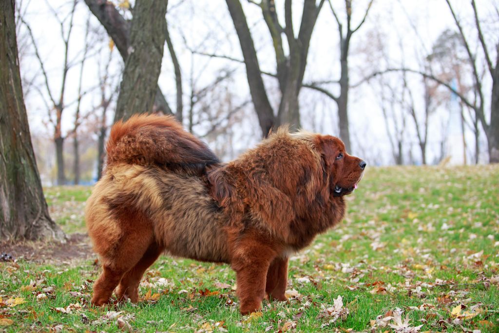 dogue du tibet marron