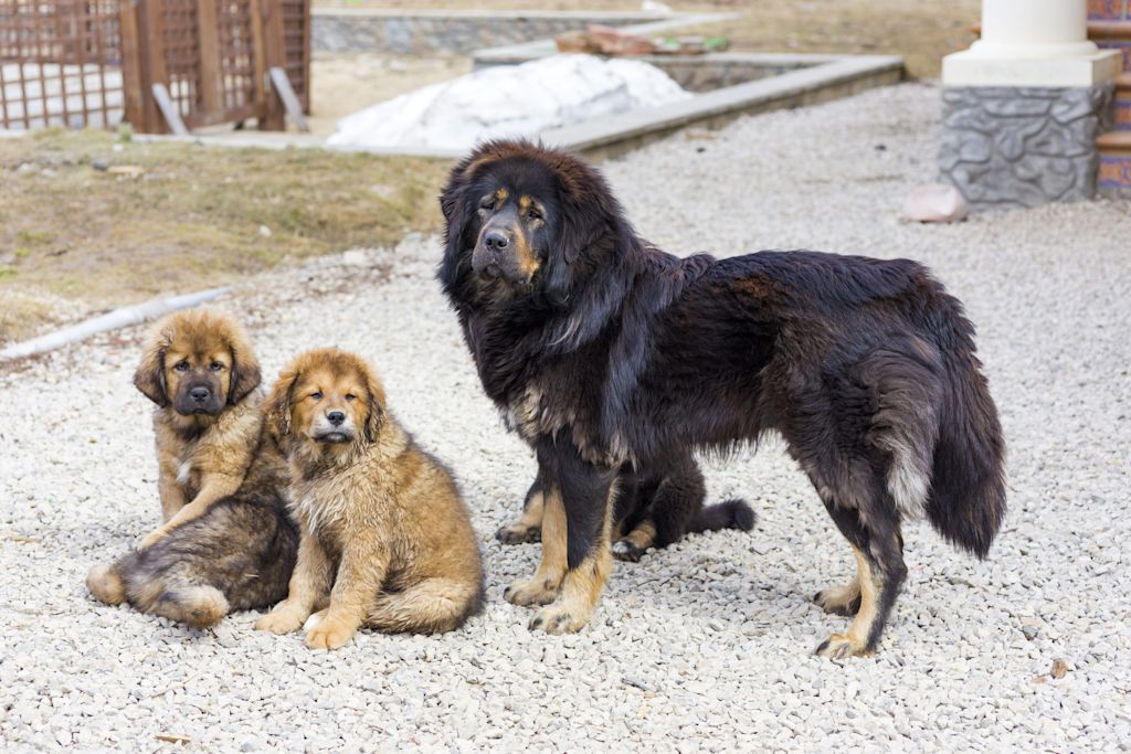 dogue du tibet et ses chiots