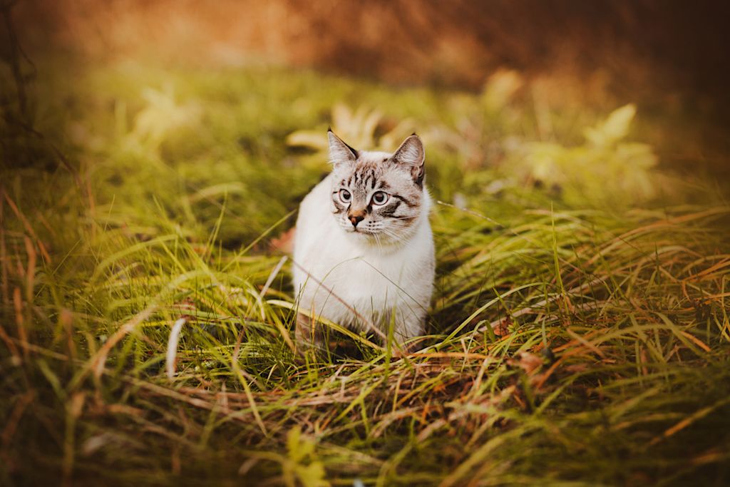 chat dans un champ