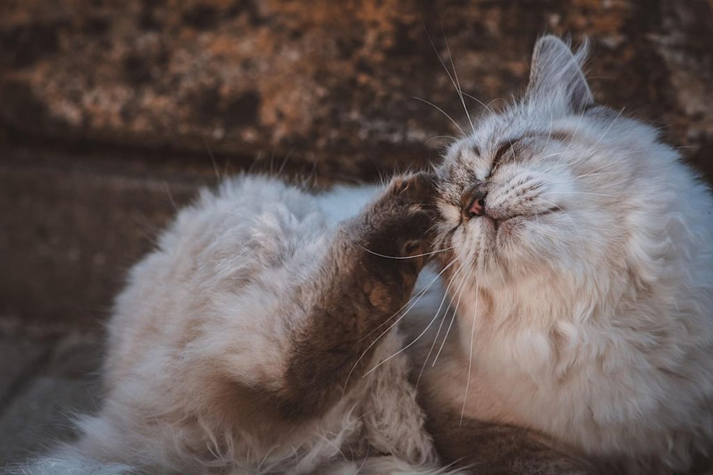 chat qui se gratte