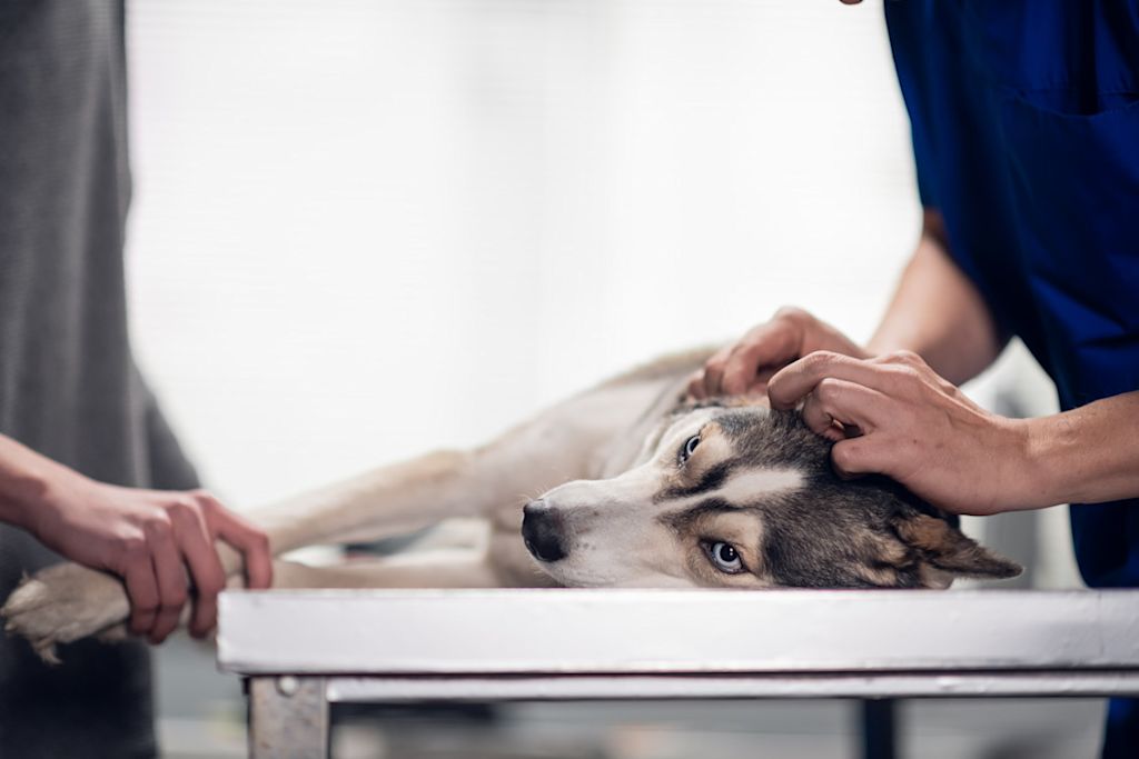 chien chez le vétérinaire