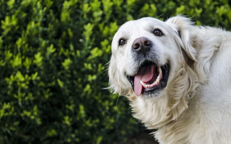 Coup de chaleur chez le chien : que faire ?