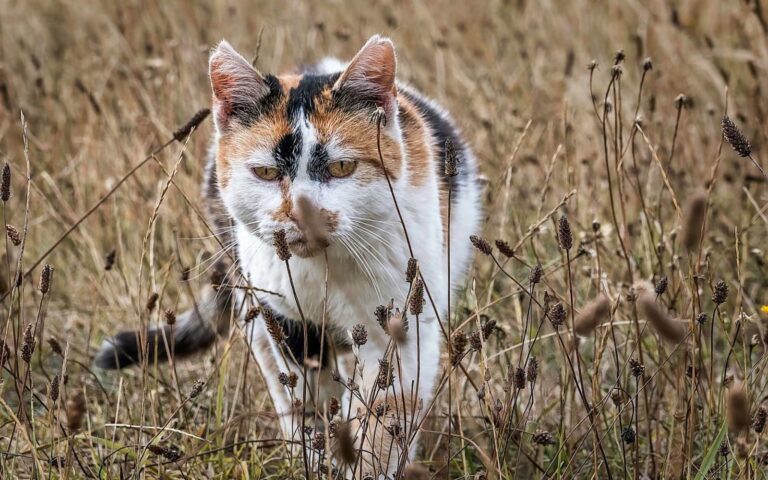 Danger : les épillets et les chats