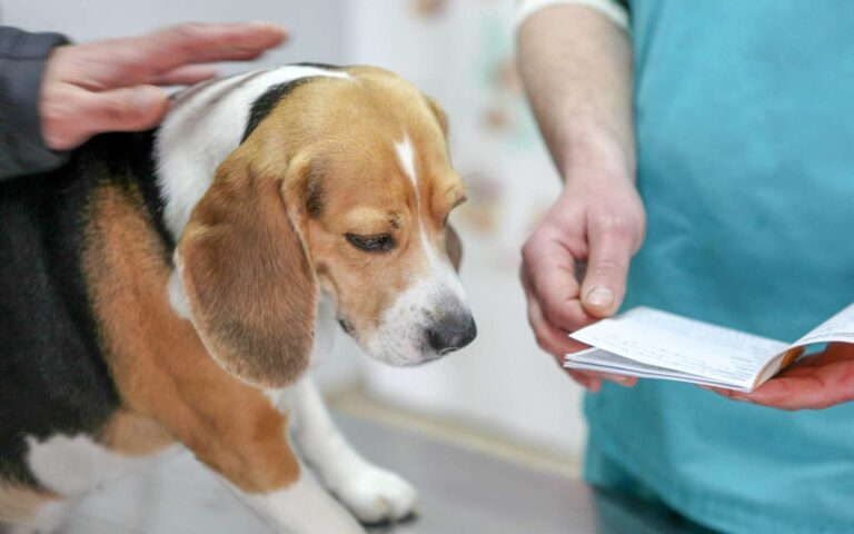 Hernie discale chez le chien : reconnaître et agir rapidement