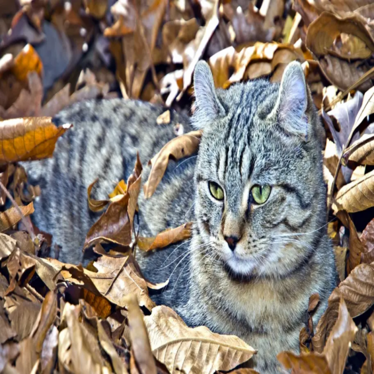 Highland lynx