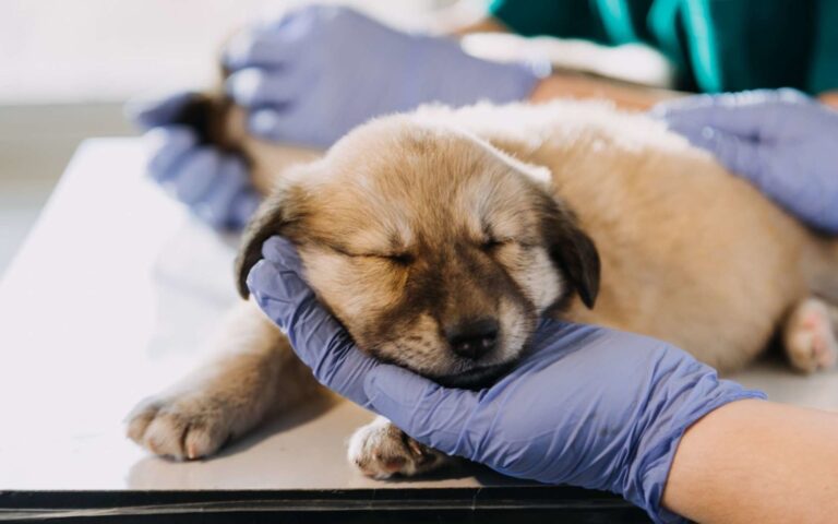 La parvovirose chez le chien