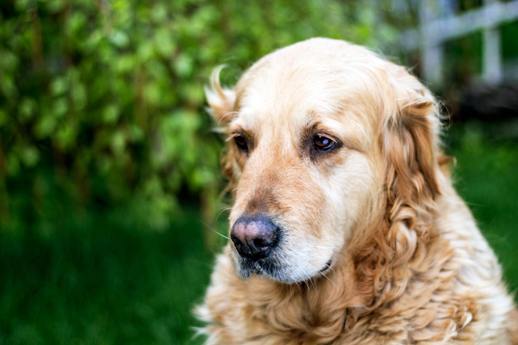 AVC chien &acirc;g&eacute; sympt&ocirc;mes