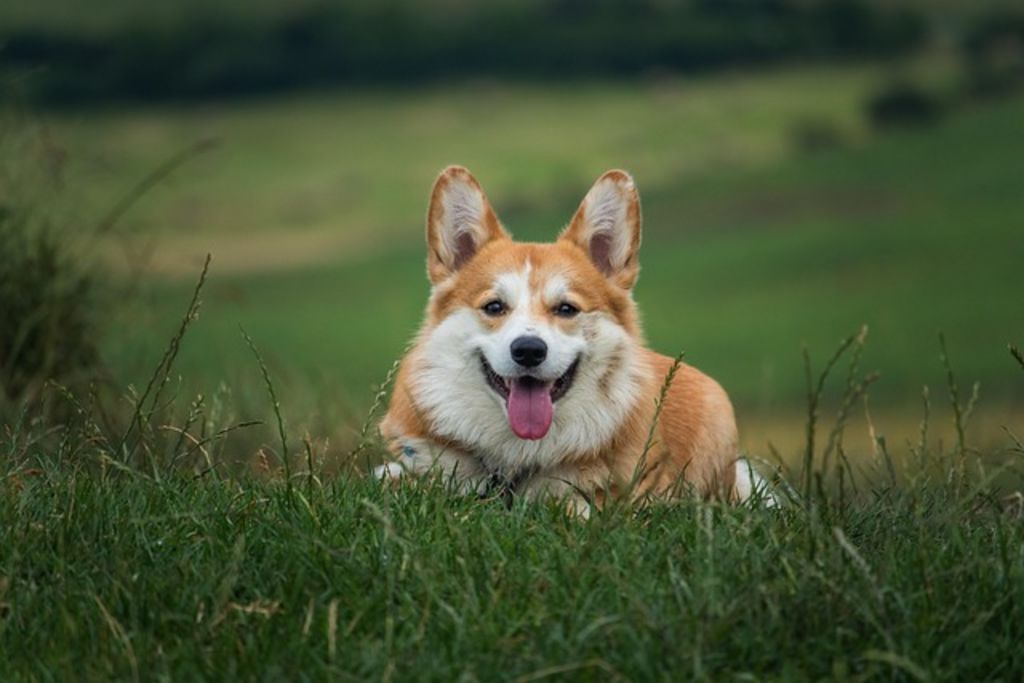 Chien piqure d'insecte