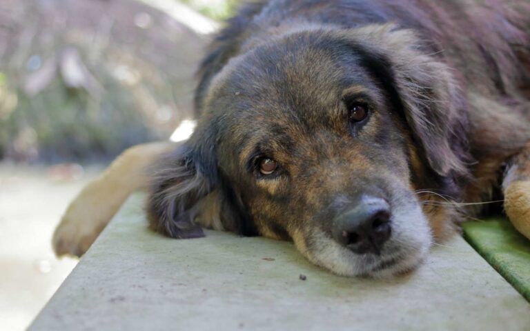 AVC chez un vieux chien de 14 ans : traitement et pronostic