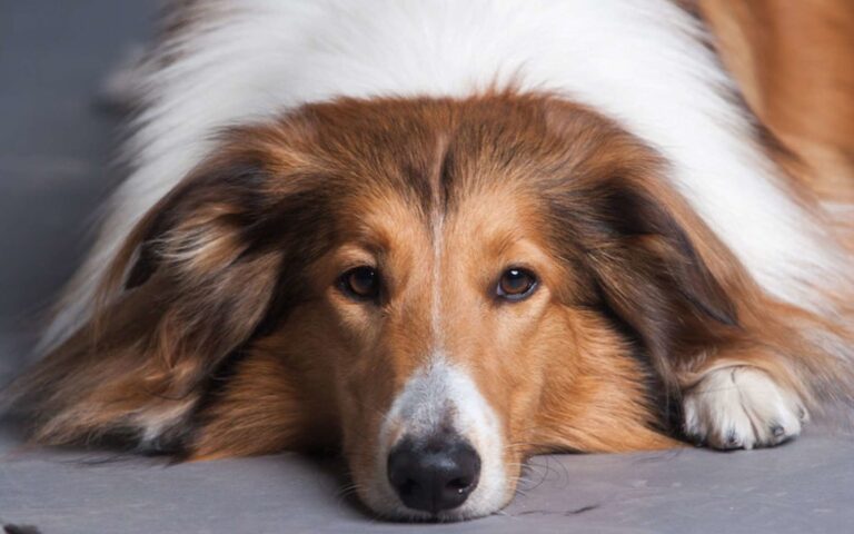 Chances de survie en cas d&rsquo;AVC chez le chien : questions réponses