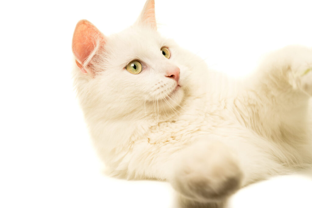 chat angora turc blanc en gros plan