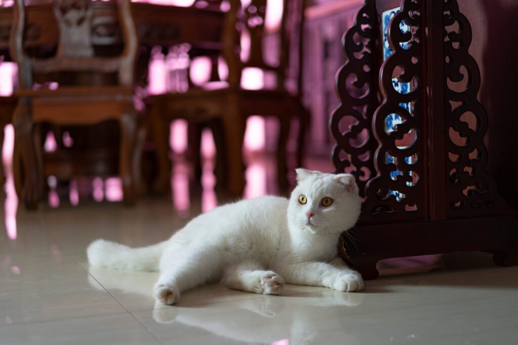 british shorthair blanc couche sur le sol
