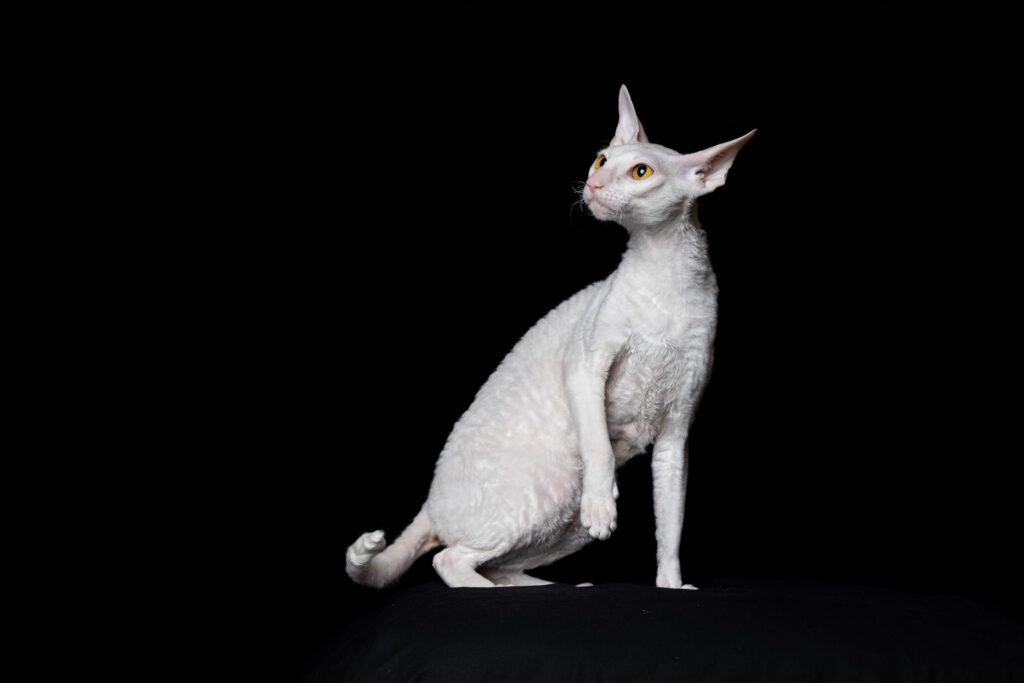 cornish rex blanc sur fond noir