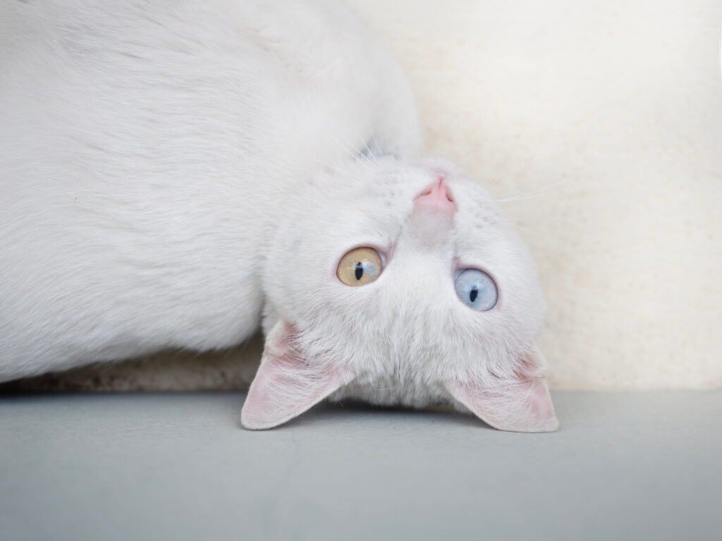 chat blanc khao manee aux yeux vairons