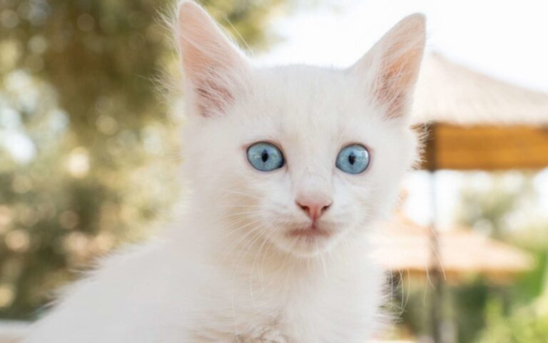 Chats blancs : quelle sont leurs spécificités ? 