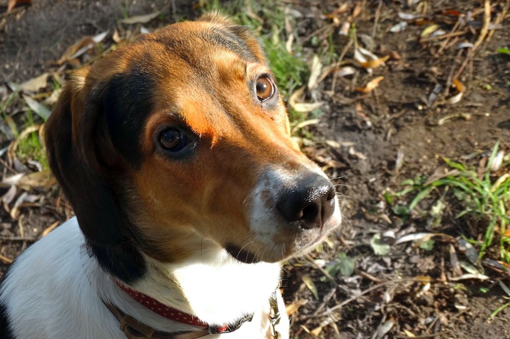 chien beagle