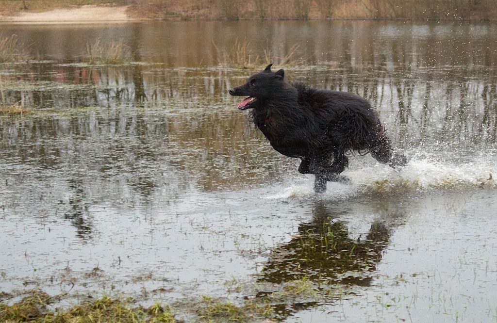chien eau leptospirose