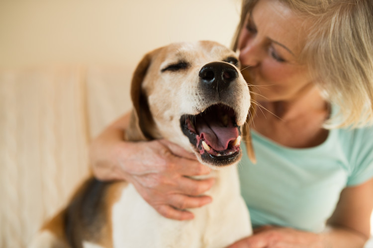 esp&eacute;rance de vie chien &acirc;g&eacute; AVC