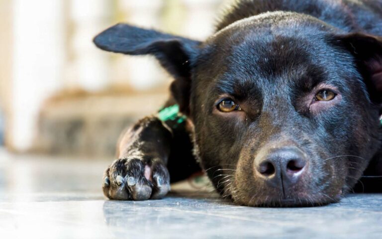 L&rsquo;euthanasie chez un chien après un AVC : questions réponses