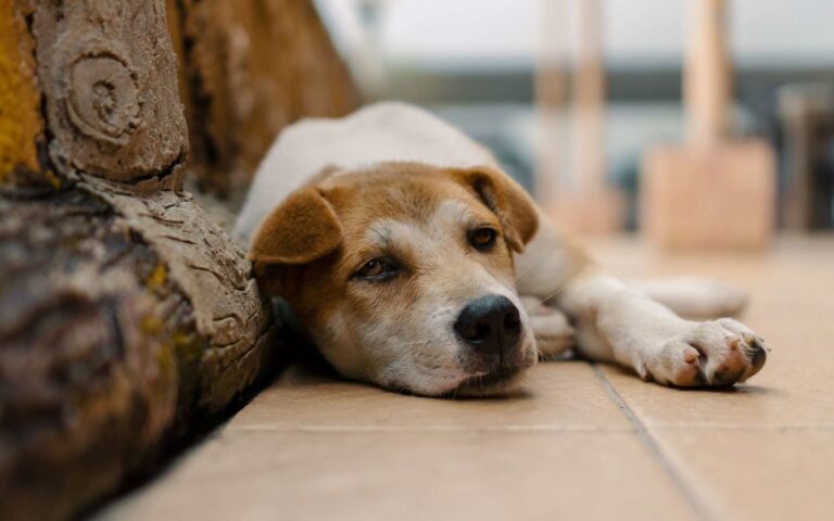 L&rsquo;insuffisance rénale chez le chien : la reconnaître et la traiter