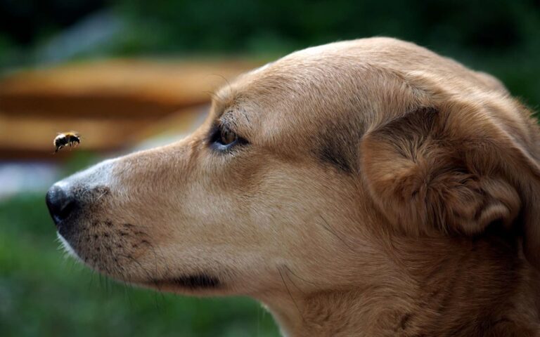 Que faire en cas de piqûres d&rsquo;insectes chez le chien ?