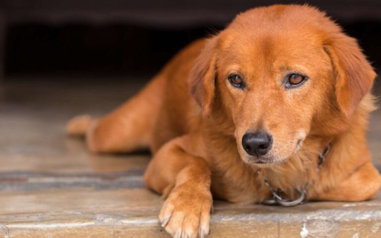 Syndrome vestibulaire chez le chien : traitement et pronostic