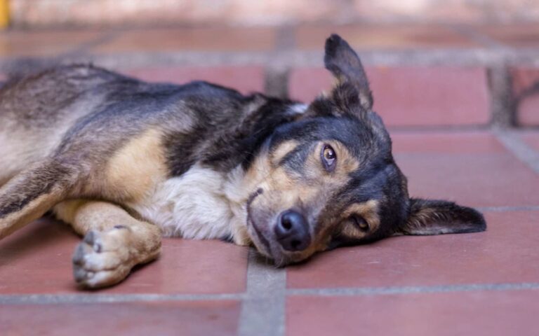 AVC chez le chien : pronostic, récupération