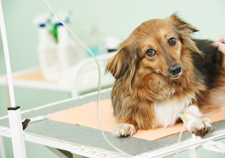 traitement AVC chien