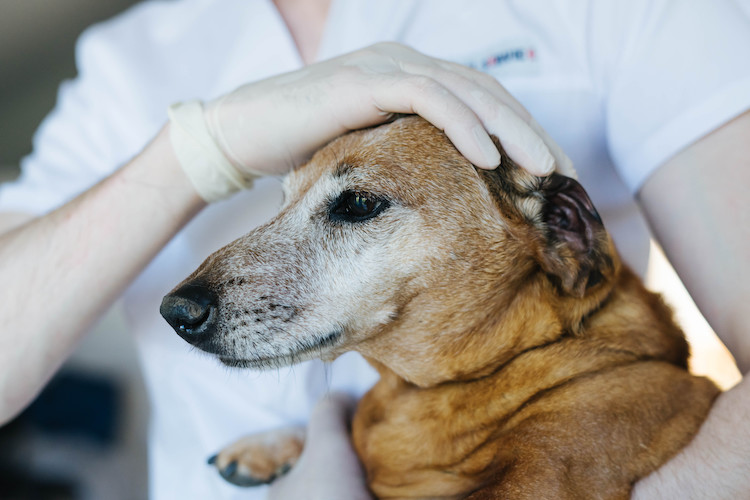 traitements AVC chien &acirc;g&eacute;