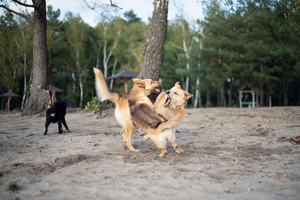 bagarre de chiens