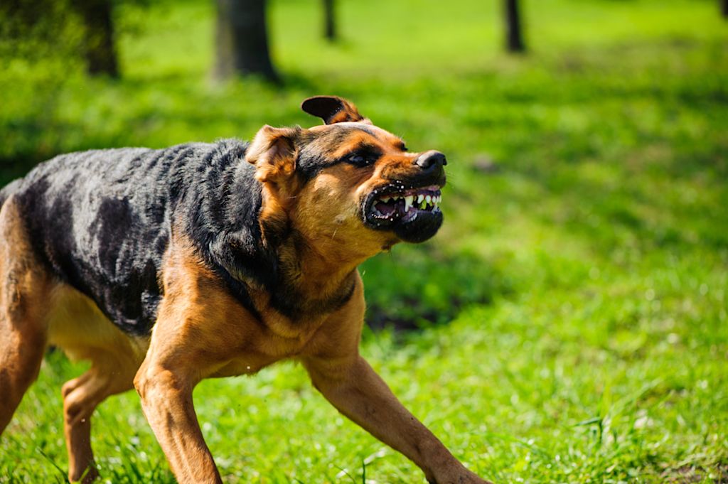 berger allemand agressif