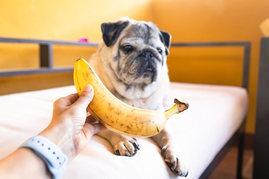 chien banane