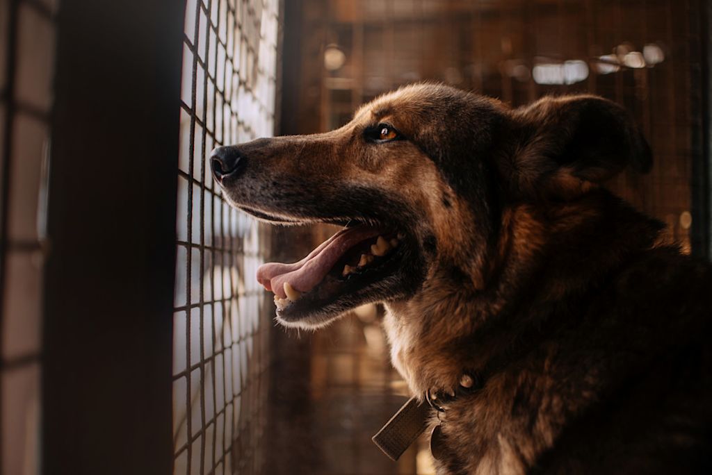 chien enfermé dans un chenil