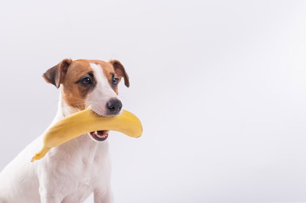 chien et sa banane