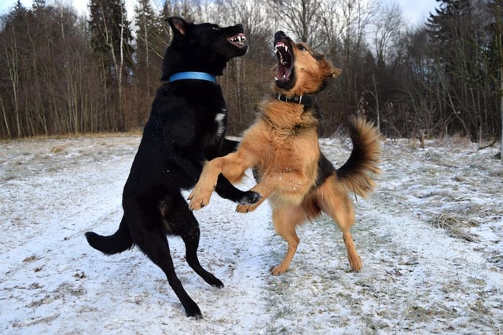chiens agressifs