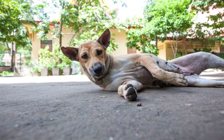 Patte cassée chez le chien : quel traitement ?