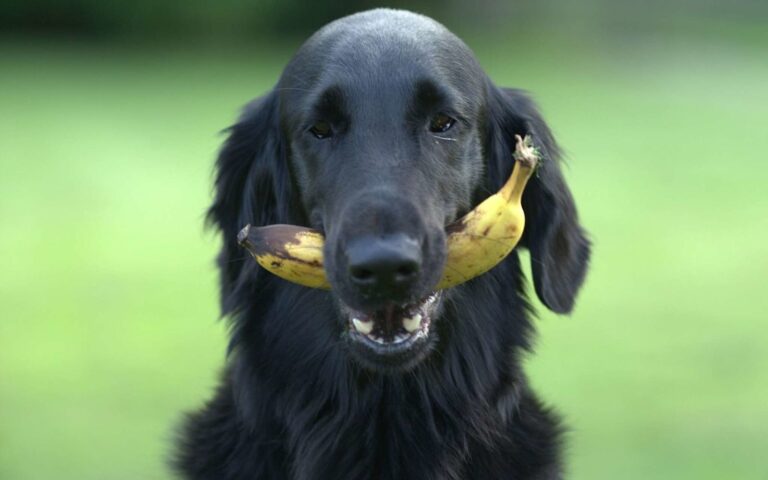 Peut-on donner de la banane à son chien ?