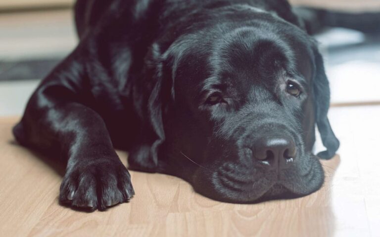Peut-on donner du Smecta à son chien ?
